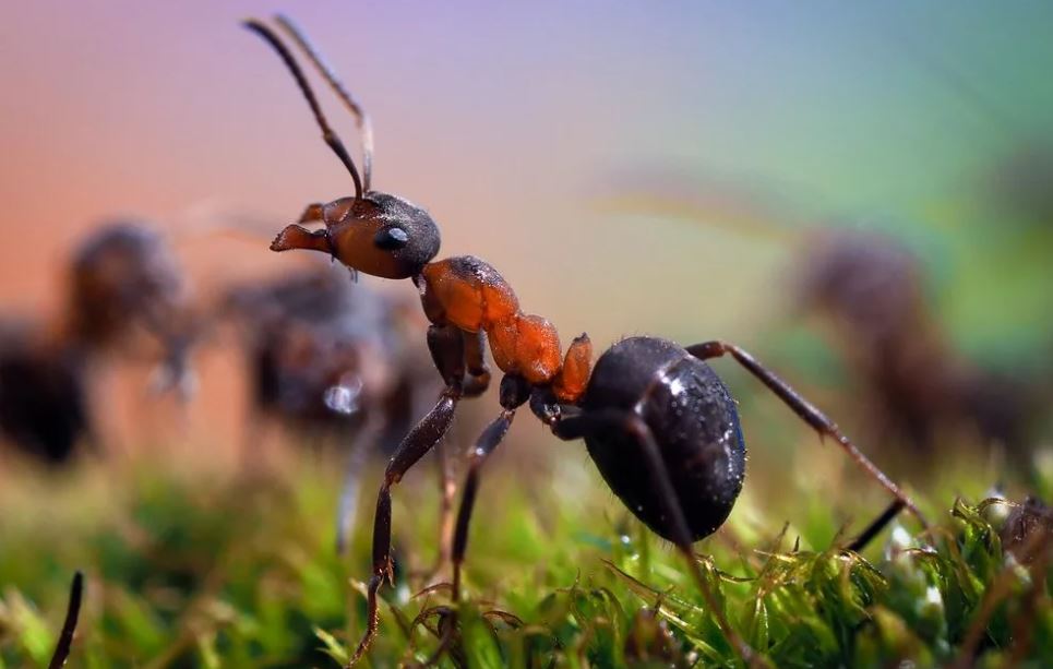 дезинсекция от муравьев